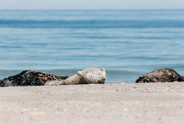 Gray seals relaxing on the beach on Island Düne Heligoland in North Sea Germany