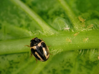 Ladybug, Hyperaspis trifurcata (Coleoptera: Coccinellidae) and aphids