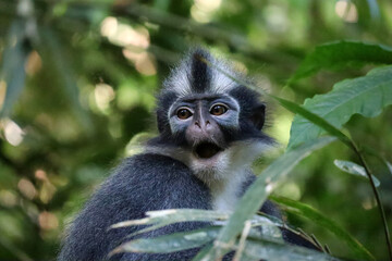 Obraz premium Thomas Leaf Monkey - Sumatra, Indonesia