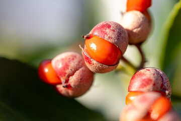 close up of an berry