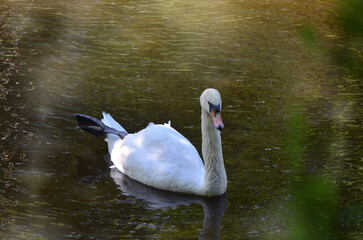 Portrait of white mute swan peacefully swimming in the water of park pond. Graceful white swan swims on the lake with an outstretched paw.