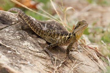 Fototapeta premium Australian Water Dragon - Intellagama or Physignathus lesueurii howittii, also Eastern or Gippsland water dragon, lizard on the rock above the sea