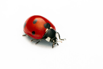Macro shots, Beautiful nature scene.  Beautiful ladybug on leaf defocused background

