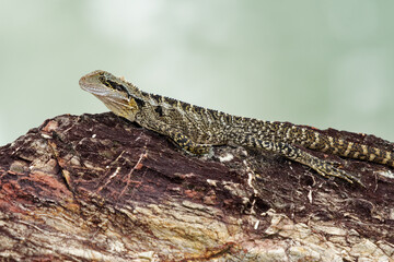 Australian Water Dragon - Intellagama or Physignathus lesueurii howittii, also Eastern or Gippsland water dragon, lizard on the rock above the sea