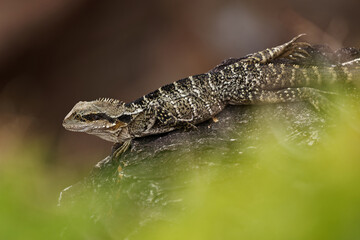 Australian Water Dragon - Intellagama or Physignathus lesueurii howittii, also Eastern or Gippsland water dragon, lizard on the rock above the sea
