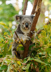 Koala - Phascolarctos cinereus on the tree in Australia, eating, climbing on eucaluptus. Cute australian typical iconic animal on the branch eating fresch eucalyptus leaves