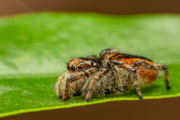 Close up  beautiful jumping spider  