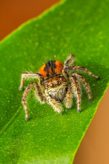 Close up  beautiful jumping spider  
