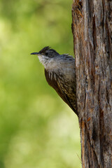 White-throated treecreeper (Cormobates leucophaea), an interesting small brown bird from eastern Australia. Tiny camouflaged bird sitting on the tree trunk with colorful background