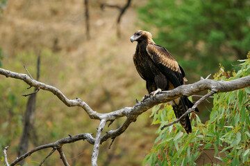 Wedge-tailed Eagle - Aquila audax largest bird of prey in Australia, also found in New Guinea and Tasmania, brown strong hunter ranging from desert to plains to mountainous areas to forest