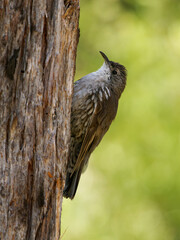 White-throated treecreeper (Cormobates leucophaea), an interesting small brown bird from eastern Australia. Tiny camouflaged bird sitting on the tree trunk with colorful background