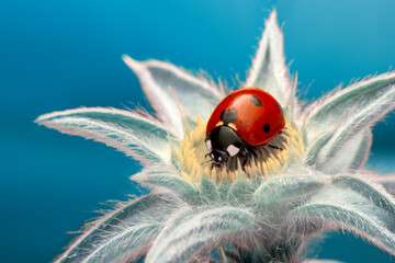 Macro shots, Beautiful nature scene.  Beautiful ladybug on leaf defocused background

