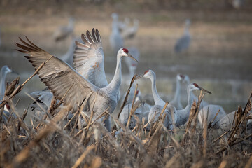 Wheeler Sandhill Cranes