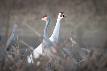 Whooping Crane - 1 of 800 in the world