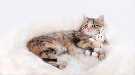 Naklejka na ściany i meble Cat plays with a toy bunny. Kitten rests on white fur and looking at the camera. Cat close-up on a white background. Kitten with big green eyes. Rabbit as a symbol of 2023. Web banner with copy space