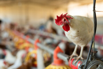 Closeup of curious white hen sitting on pipe of feeding line on blurred background of poultry house..