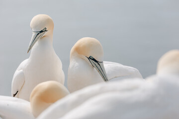 Gannets breeding on Island Helgoland in North Sea of Germany