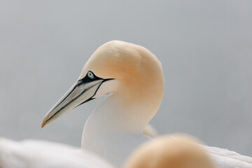 Gannets breeding on Island Helgoland in North Sea of Germany