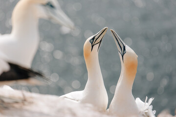 Gannets breeding on Island Helgoland in North Sea of Germany