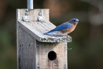 Berry College Blue Bird
