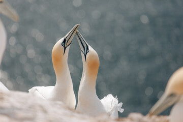 Gannets breeding on Island Helgoland in North Sea of Germany
