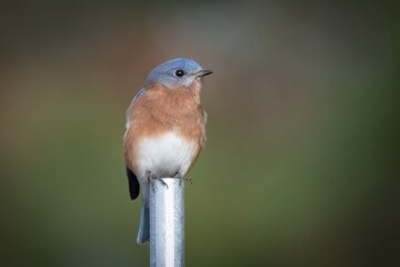 Berry College Blue Bird
