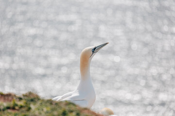 Gannets breeding on Island Helgoland in North Sea of Germany