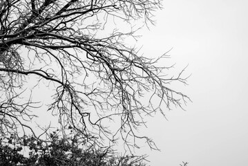 Monochrome winter tree