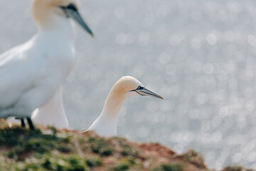 Gannets breeding on Island Helgoland in North Sea of Germany