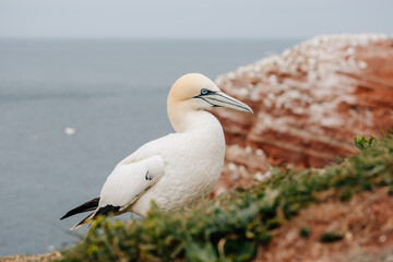 Gannets breeding on Island Helgoland in North Sea of Germany