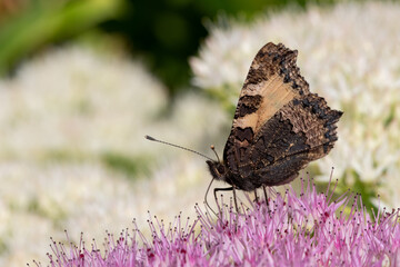 Obraz premium Close up of a small tortoiseshell (aglais urticae) butterfly