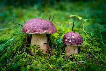 Mushroom in the forest