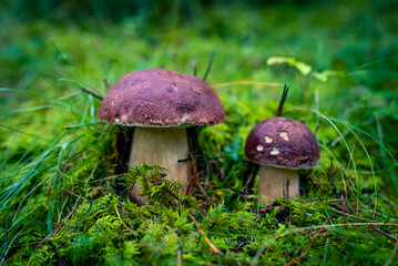 Mushrooms in the grass forest