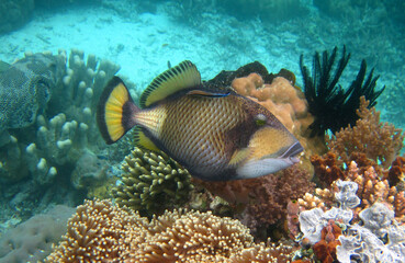 Titan triggerfish - Raja Ampat, Indonesia