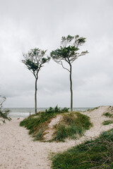 scenic trees on the west beach in the Darß nature reserve Germany