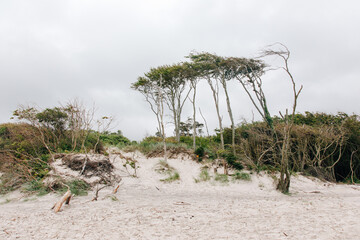 scenic trees on the west beach in the Darß nature reserve Germany