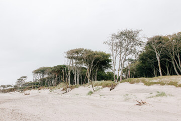 scenic trees on the west beach in the Darß nature reserve Germany