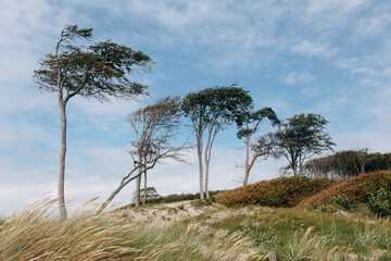 scenic trees on the west beach in the Darß nature reserve Germany