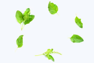 Holy basil leaves on white background.