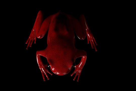 3d render of a Splendid Frog(Oophaga Sepciosa) an extinct species from Panama, Central America. 
It was a poisonous frog from the Panamanian rainforest.
top view