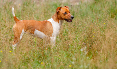jack russell terrier portrait in nature. dog looks carefully