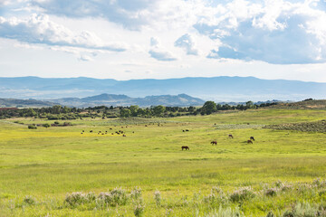 Fototapeta na wymiar Horse Pasture Landscape