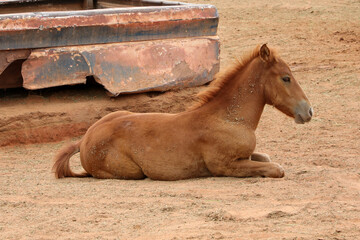 Fohlen/Pferd