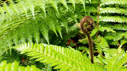 Fiddlehead of a fern in New Zealand © WanderLust Mike