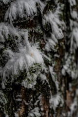 Winter in der Rhön- Winterzauber auf dem Simmelsberg 5
