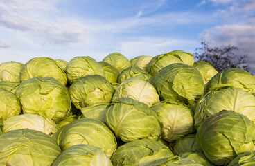 Fototapeta na wymiar Pile of harvested cabbage outdoor