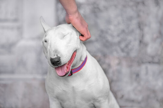 Bull terrier 2025 muzzle australia