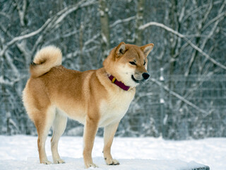 Japanese red coat dog is in winter forest. Portrait of beautiful Shiba inu male standing in the forest on the snow and trees background. High quality photo. Walk in winter
