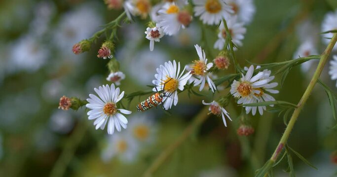 native aster wildflowers garden with Atteva aurea moth pollinator