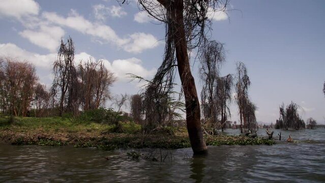 Naivasha Masai freshwater lake with birds and thickets, bushes in Kenya. Naivasha Masai freshwater lake in Kenya located near town of Naivasha. Birds on background of dry trees and water surface.